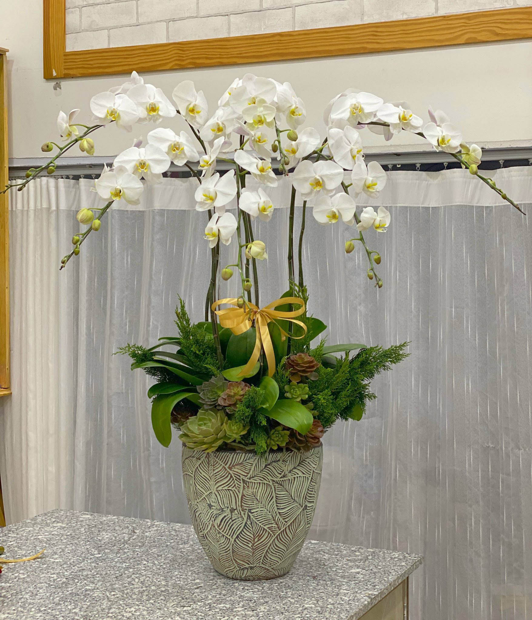 LAN HỒ ĐIỆP TRẮNG 6 CÀNH