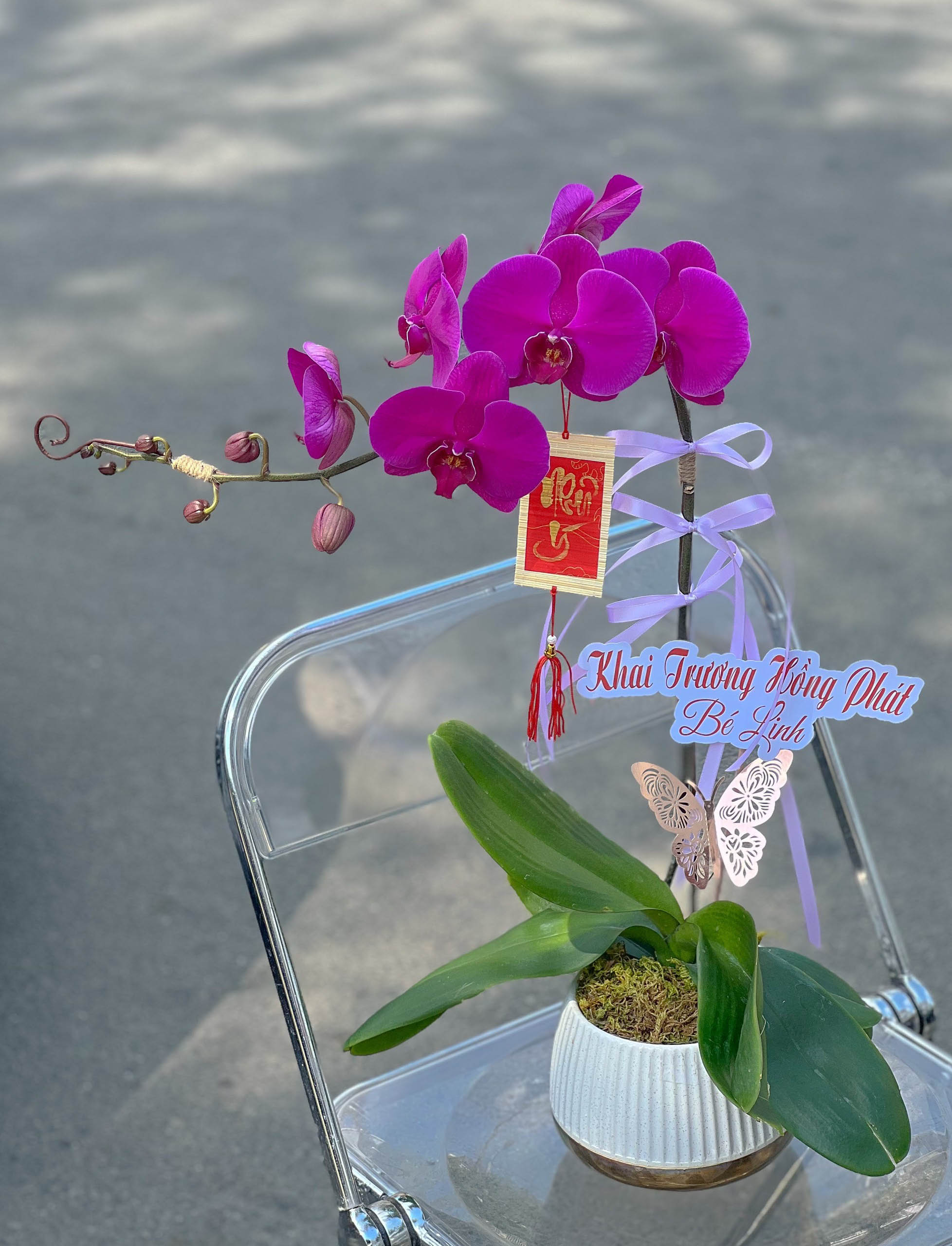 LAN HỒ ĐIỆP NHƯ Ý