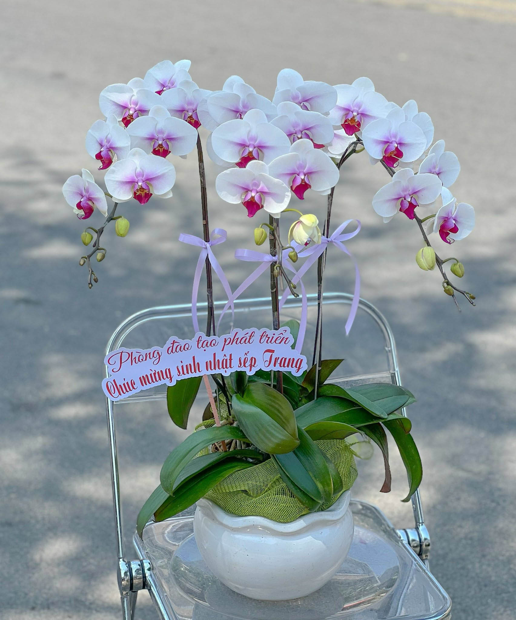 LAN HỒ ĐIỆP DỄ THƯƠNG