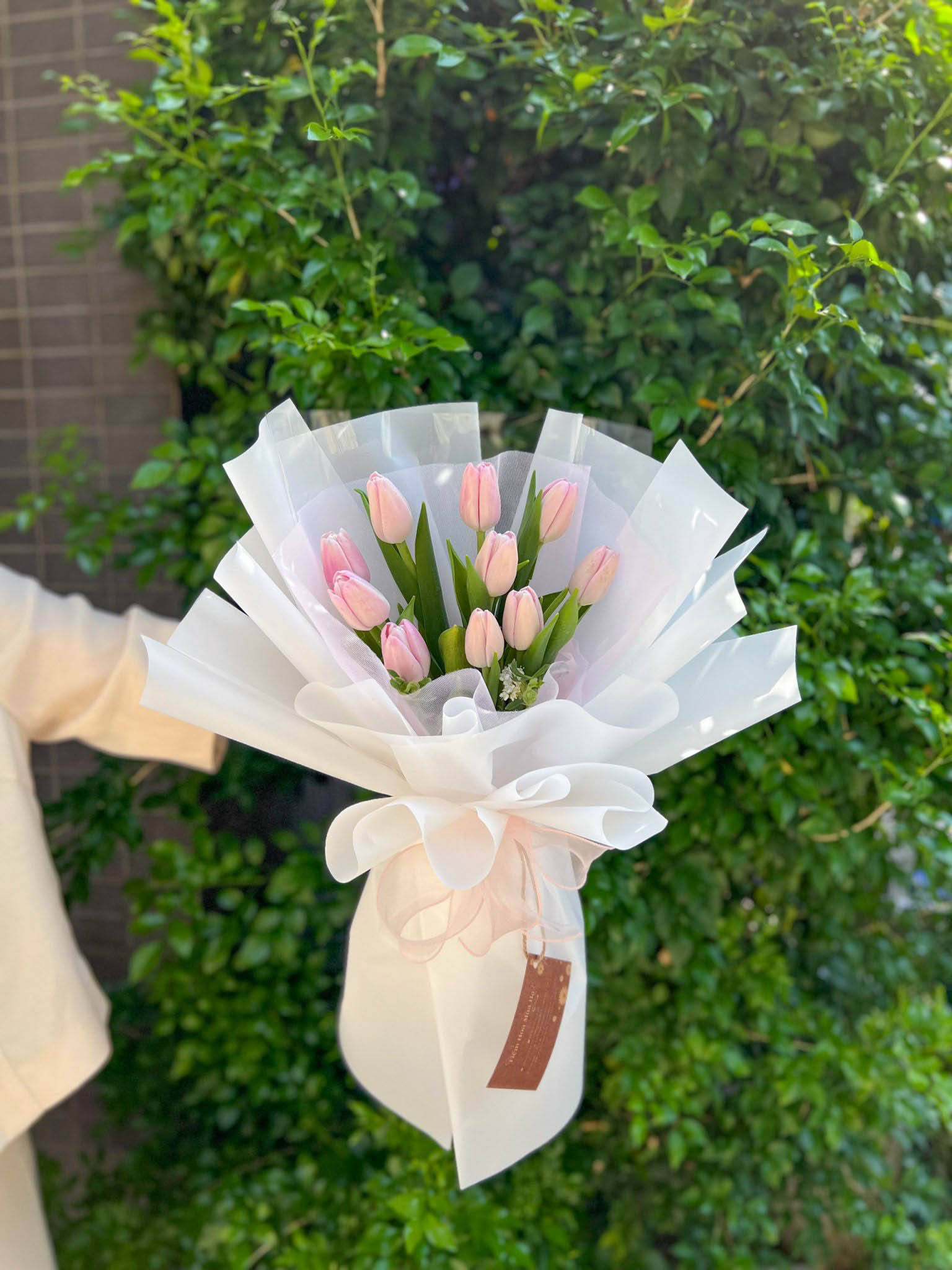 TULIP HỒNG - HNK30