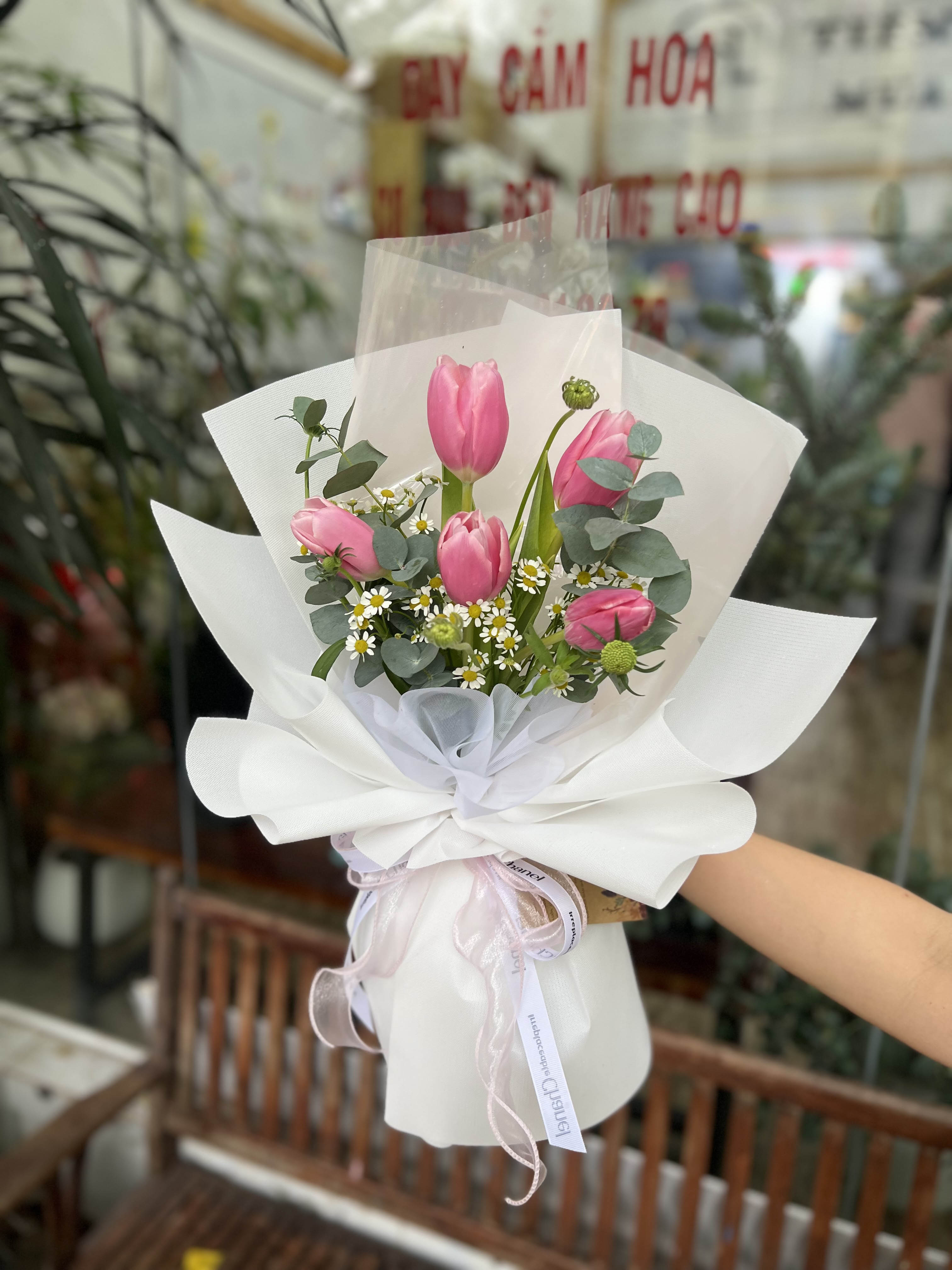 TULIP HỒNG - HNK31